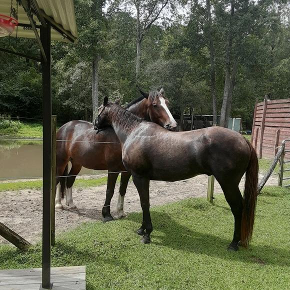 Meet your Posher, Robin - Picture 3 of 4